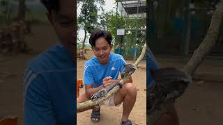 Tupai Terbang Dan Sugar Glider Serupa Tapi Tak Sama animals hewanunik sugarglider tupaiterbang [upl. by Dehlia]