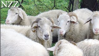 Das Schaf Wolle Fleisch und Landschaftspflege  Dokumentation von NZZ Format 2007 [upl. by Selinda]