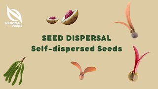 Seed Dispersal Selfdispersed Seeds [upl. by Eenttirb]