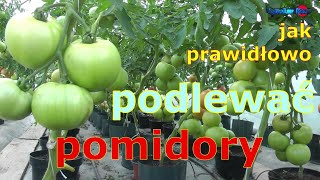 jak prawidłowo podlewać pomidory [upl. by Hull]