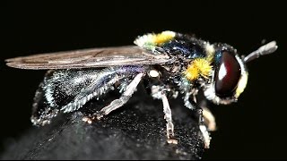 Syrphid Fly Egg Laying in Ants Nest Microdon amabilis [upl. by Ennoryt]