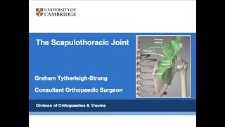 Scapulothoracic Joint [upl. by Ayokahs391]