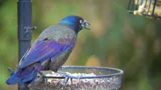 Grackles birds birdwatching nature Minnesota [upl. by Molli]