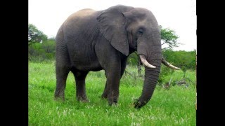 Los sonidos del elefante sound elephant  carlosmanfacebookxblogspotcom [upl. by Carmine384]