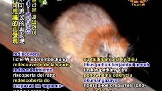 The redcrested tree rat makes an appearance in Colombia after 113 years [upl. by Naasah508]