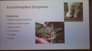 Human Medications That Are Toxic To Domestic Cats [upl. by Amer]