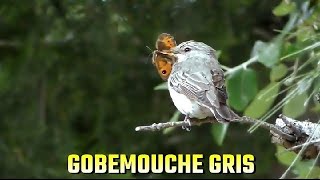 GOBEMOUCHE GRIS et un Papillon malchanceux [upl. by Yeorgi]