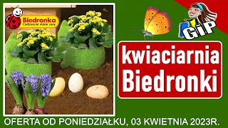 BIEDRONKA  Oferta od Poniedziałku 03042023  Kwiaciarnia Biedronki  Tanie Kwiaty [upl. by Danyette]