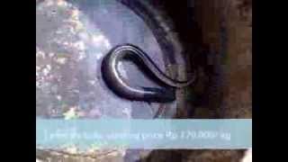 Live Eels Unagi for Sale Bandung West Java Indonesia [upl. by Maillw361]