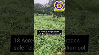 18 Acres mango🥭 graden sale  nagar kurnool district [upl. by Boutis]