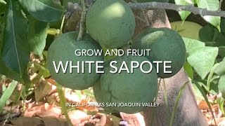 WHITE SAPOTE  GROWING AND FRUITING IN NORTHERN CALIFORNIA  Casimiroa edulis [upl. by Medea]