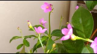 Abelhas Jataí Plantas e flores essenciais na vida das abelhas [upl. by Annad]