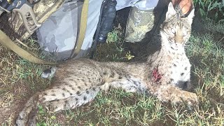 Good size bobcat down  Thermal Hunters of Texas [upl. by Seto865]