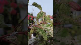 How to Get Rid of Mealybugs Naturally gardening mealybugs plants [upl. by Otreblig]