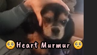 Heart Murmur 🥺 BondiBear [upl. by Seagrave]