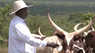 Ugandas President Yoweri Museveni touts beef and less borrowing [upl. by Aneroc]