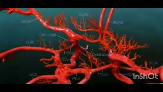 The circle of Willis Animations explained medical studentgreysanatomy [upl. by Auqenehs997]