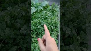 टैरिस गार्डन में आ गया भूचालplant organicvegetablegarden [upl. by Lainad]