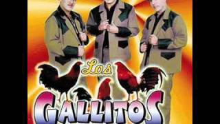 Y ahora te vas  Los Gallitos de chihuahua [upl. by Liew439]