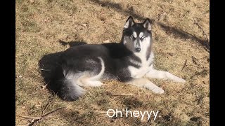 Husky ignores owner [upl. by Checani]