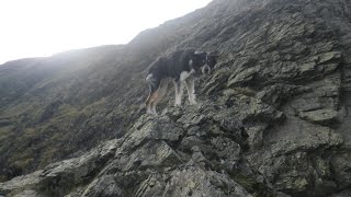 Sharp Edge Blencathra October 5th 2024 [upl. by Jemena]