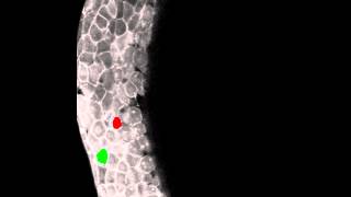 Paraxial mesendoderm progenitor cell ingression at the onset of gastrulation in zebrafish [upl. by Adnirb]