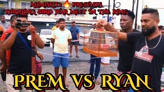 PREM vs RYAN🔥🔥🔥TODAY TOWA TOWA BIRD RACE AT LUSIGNAN GUYANA 🇬🇾 BIRD GROUND 20SHOWDOWN23 [upl. by Anh]