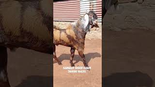 MASHAALLAH GABBAR GUJRI FORE SALE AT SAMRAT GOAT FARM 96490 14620 shorts shortsfeed [upl. by Eeb]