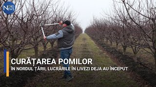 ȘTIE TOTUL DESPRE CURĂȚAREA POMILOR [upl. by Ecirad]