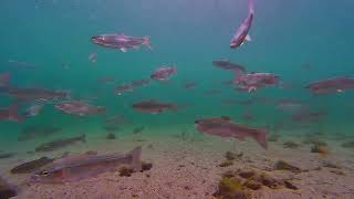 Diving at Wallowa Lake [upl. by Yrram81]