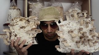 Cultivarea ciupercilor shiitake  Shroomareala ep 7 [upl. by Aidni]