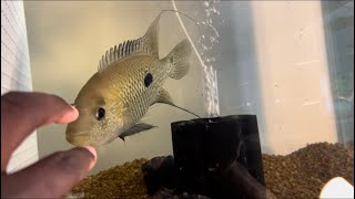 Cichlid Hut Update And A Look At Some Of The Fish [upl. by Eolcin]