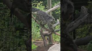 Twotoed sloth 🦥 at the Fort Wayne Childrens Zoo [upl. by Anauqes]