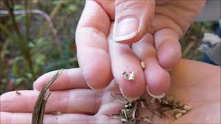 How to Saving Echinacea seeds [upl. by Zea]