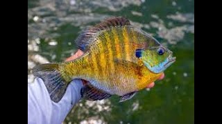 Puddingstone Reservoir Blue Gills Fishing 🎣 [upl. by Birck940]