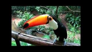 Increible Tucan que habla [upl. by Pack590]