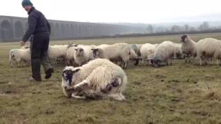 Redhill Charollais  sashing a sheep while shepherding [upl. by Ahsiym495]