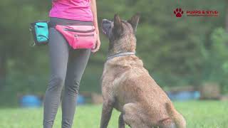 Belgian Malinois The Ultimate Working Dog [upl. by Emia730]