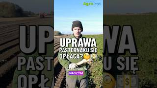 Uprawa pasternaku się opłaca pasternak uprawa polskierolnictwo [upl. by Chiquita]