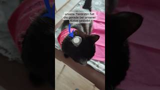 So hat unsere Katze beim Tierarzt reagiert [upl. by Lantha96]