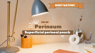 perineum superficial perineal pouch easiest explanation [upl. by Vitale752]