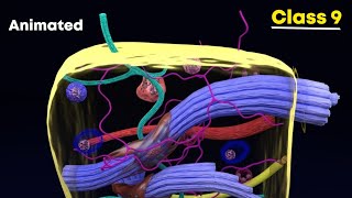 Connective tissues ⚡3d animation  Class 9 Biology [upl. by Yves]