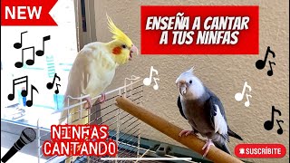 NINFAS CANTANDO 🎶birds ninfa ninfas aves nymph slowed calopsita new newvideo birdsounds [upl. by Deerdre]