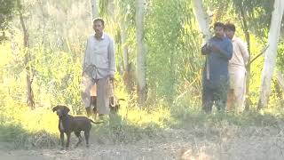 Attock Complete Shikar Video Old l Wild Boar shikar with grey Hound dogs Punjab Pakistan [upl. by Cai187]