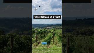 Wine Regions of Brazil 🇧🇷 wine bar brazil winery shorts trending grape viral short waiter [upl. by Ynner]