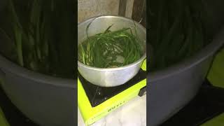 Health Tips Paragis or Bilabila Grass  Scientific name Eleusine indica  Sister Tulip Atuel [upl. by Nevar]