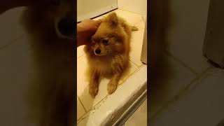 spitz pomeranian spitzdog kitten cute cat dog catlover [upl. by Bradney355]