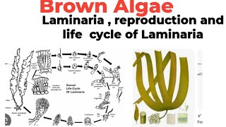 BScMScBrown AlgaeLaminariaplant body reproductionand life cycle [upl. by Asaret]