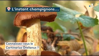 L’instant champignons  le cortinarius orellanus [upl. by Alih224]