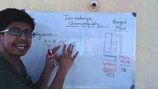 Ion exchange chromatography  cation exchange chromatography and anion exchange chromatography [upl. by Aydan]